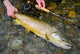 Thomas & Thomas Contact 3+ Fly Rod