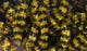 Fly Fish Food Small Stonefly Chenille