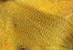 Hareline Dubbin Mallard Flank